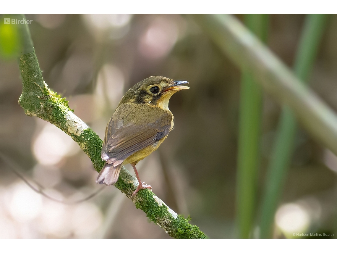 Platyrinchus mystaceus