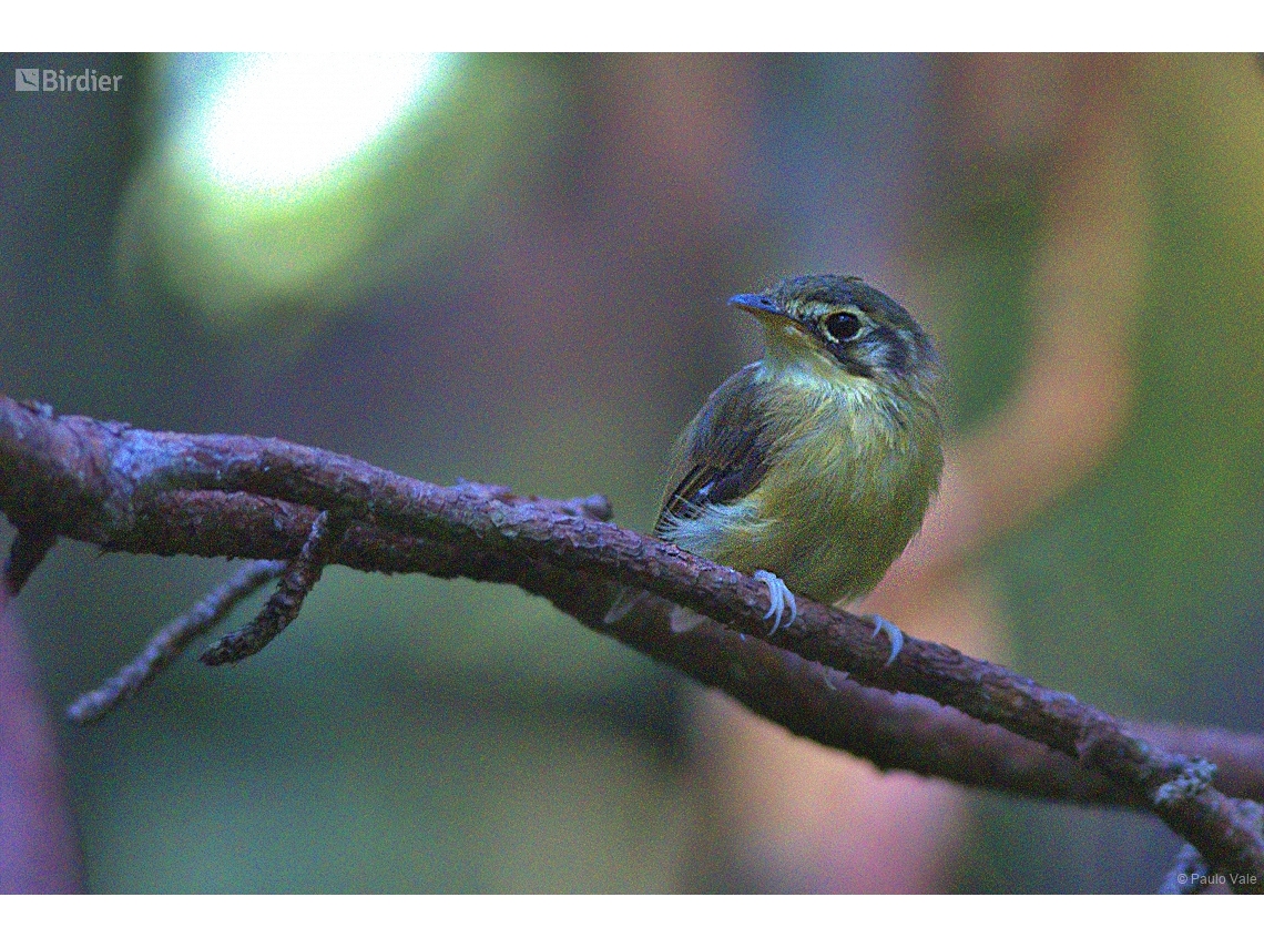 Platyrinchus mystaceus