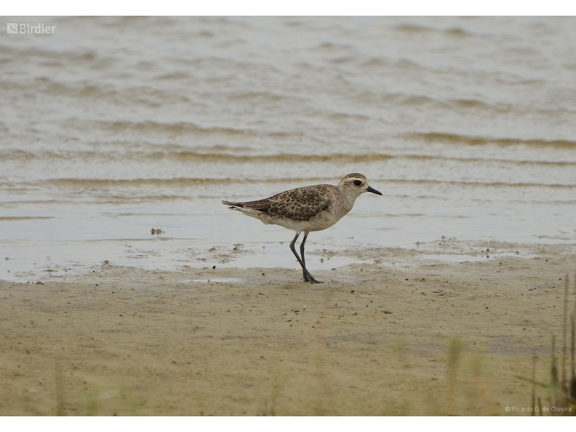 Pluvialis dominica