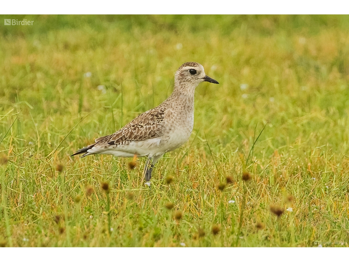 Pluvialis dominica