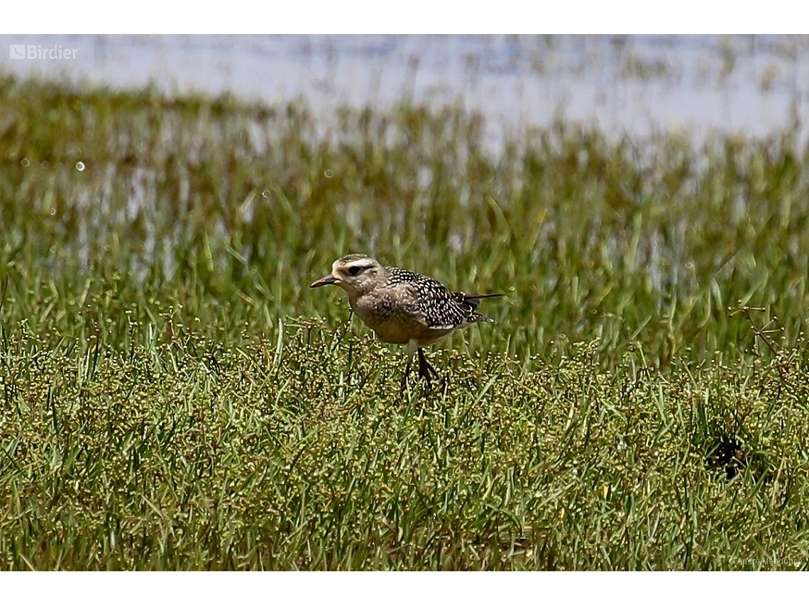 Pluvialis dominica