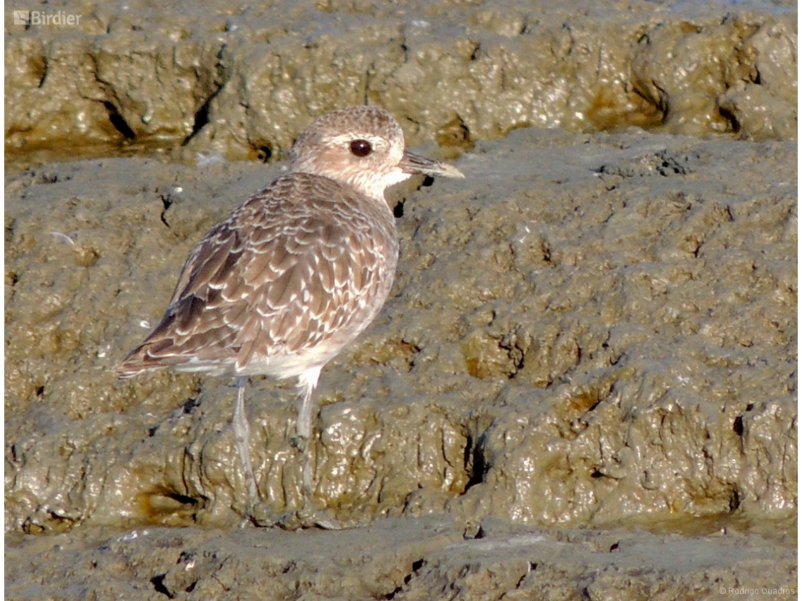 Pluvialis dominica