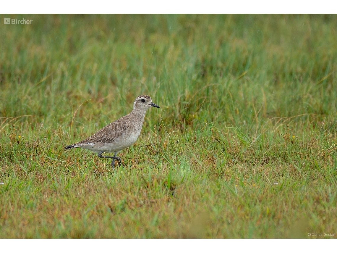 Pluvialis dominica