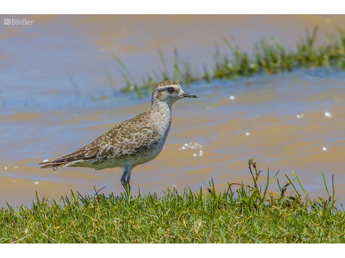 Pluvialis dominica