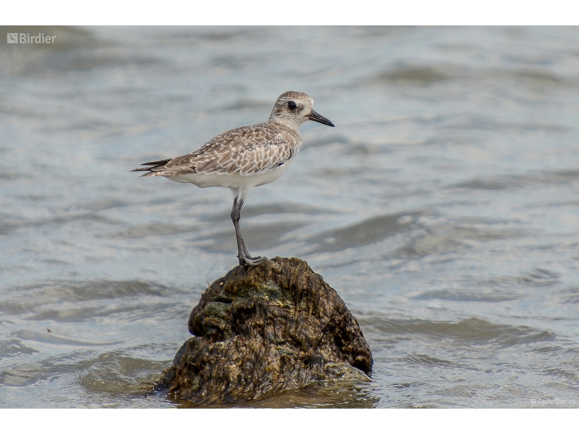 Pluvialis squatarola