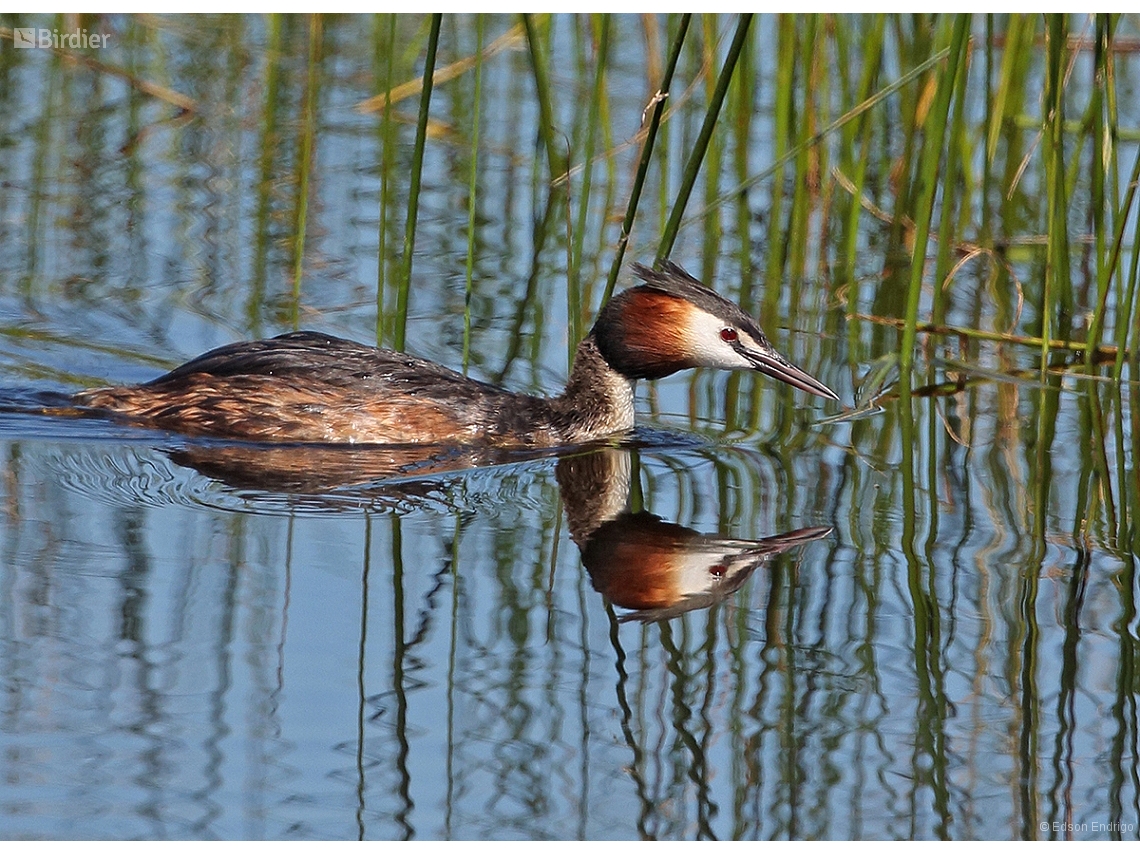 Podiceps cristatus