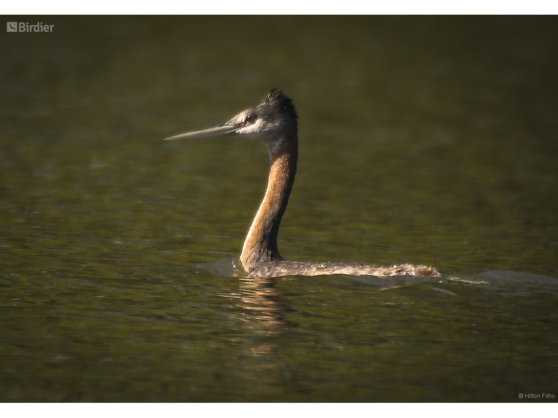 Podiceps major