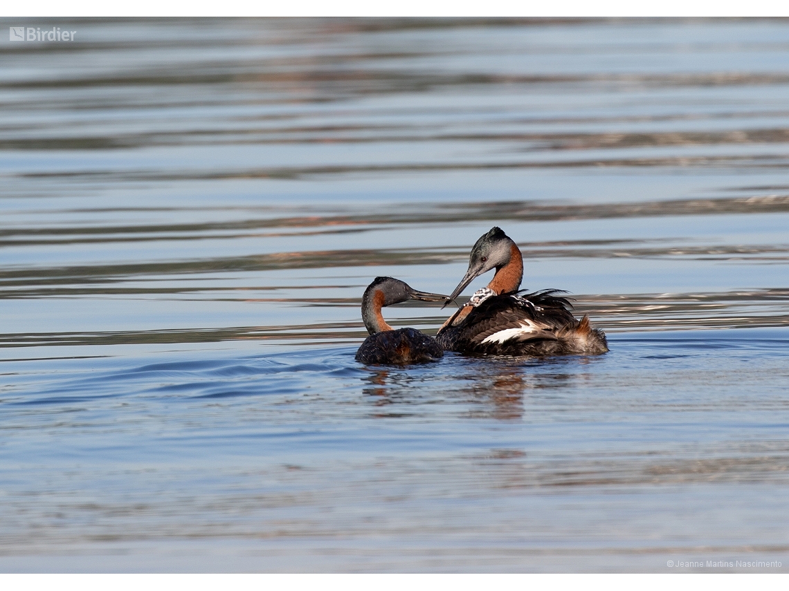 Podiceps major