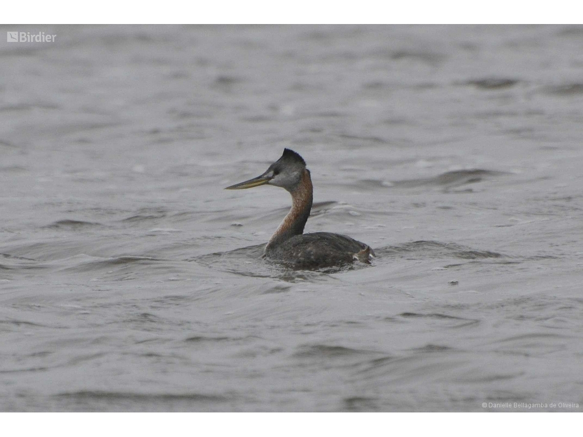 Podiceps major