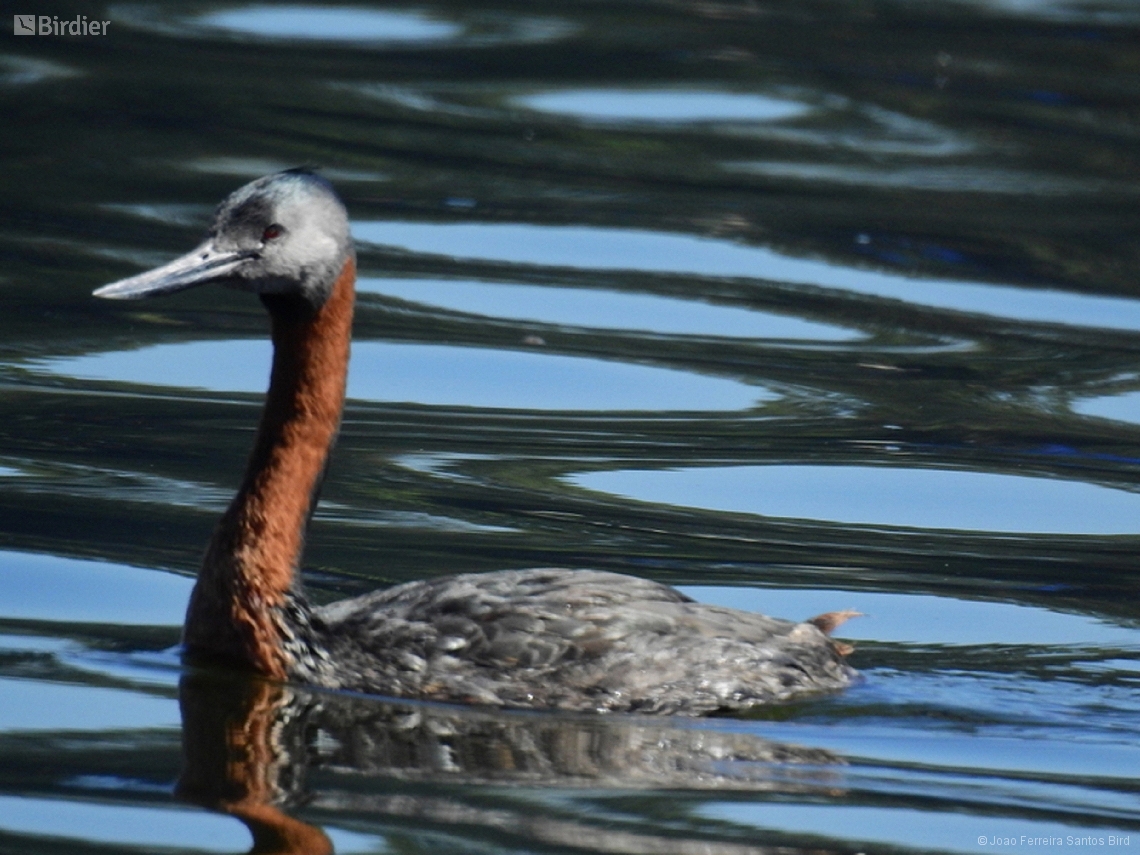 Podiceps major