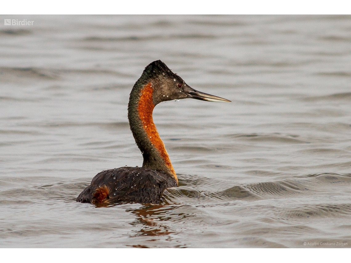 Podiceps major