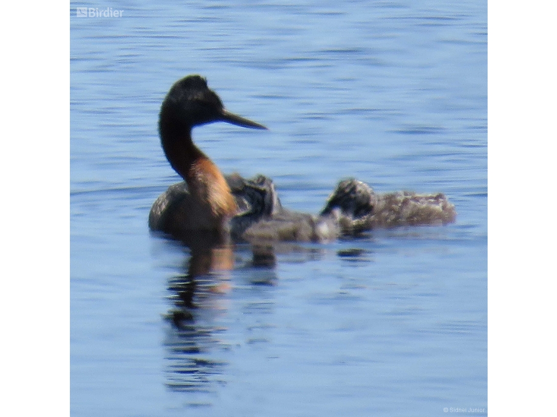 Podiceps major