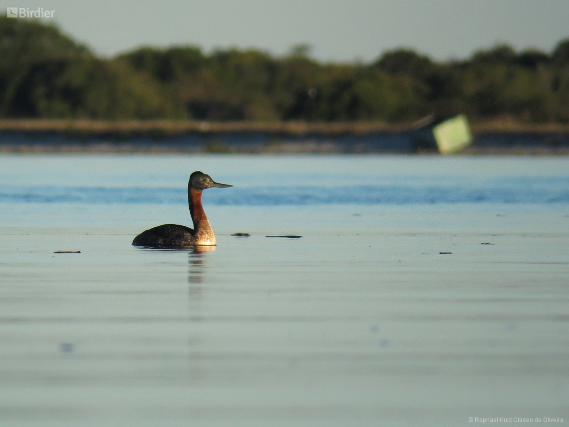 Podiceps major