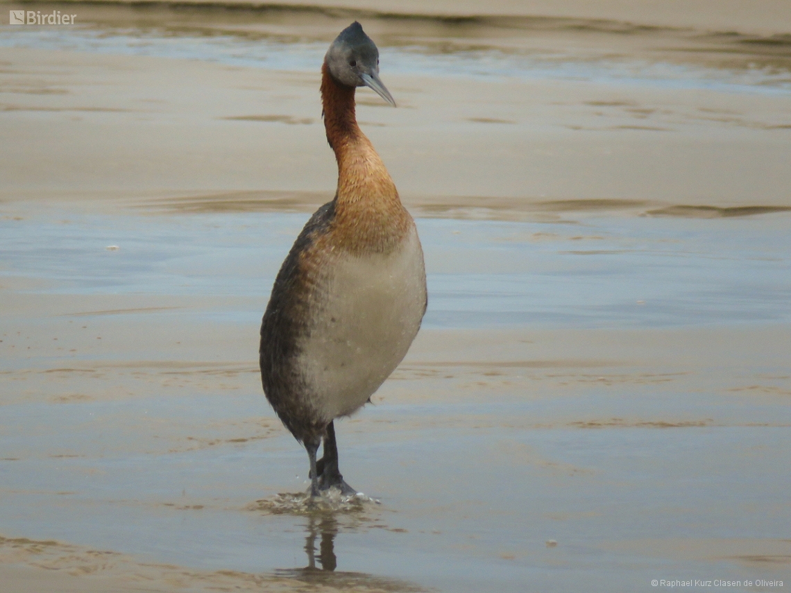 Podiceps major