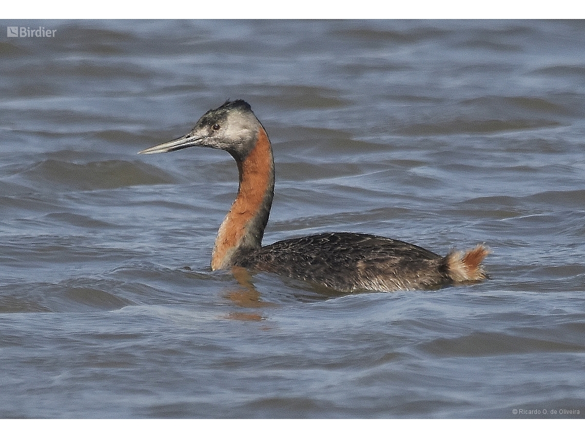 Podiceps major