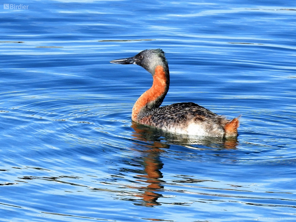 Podiceps major