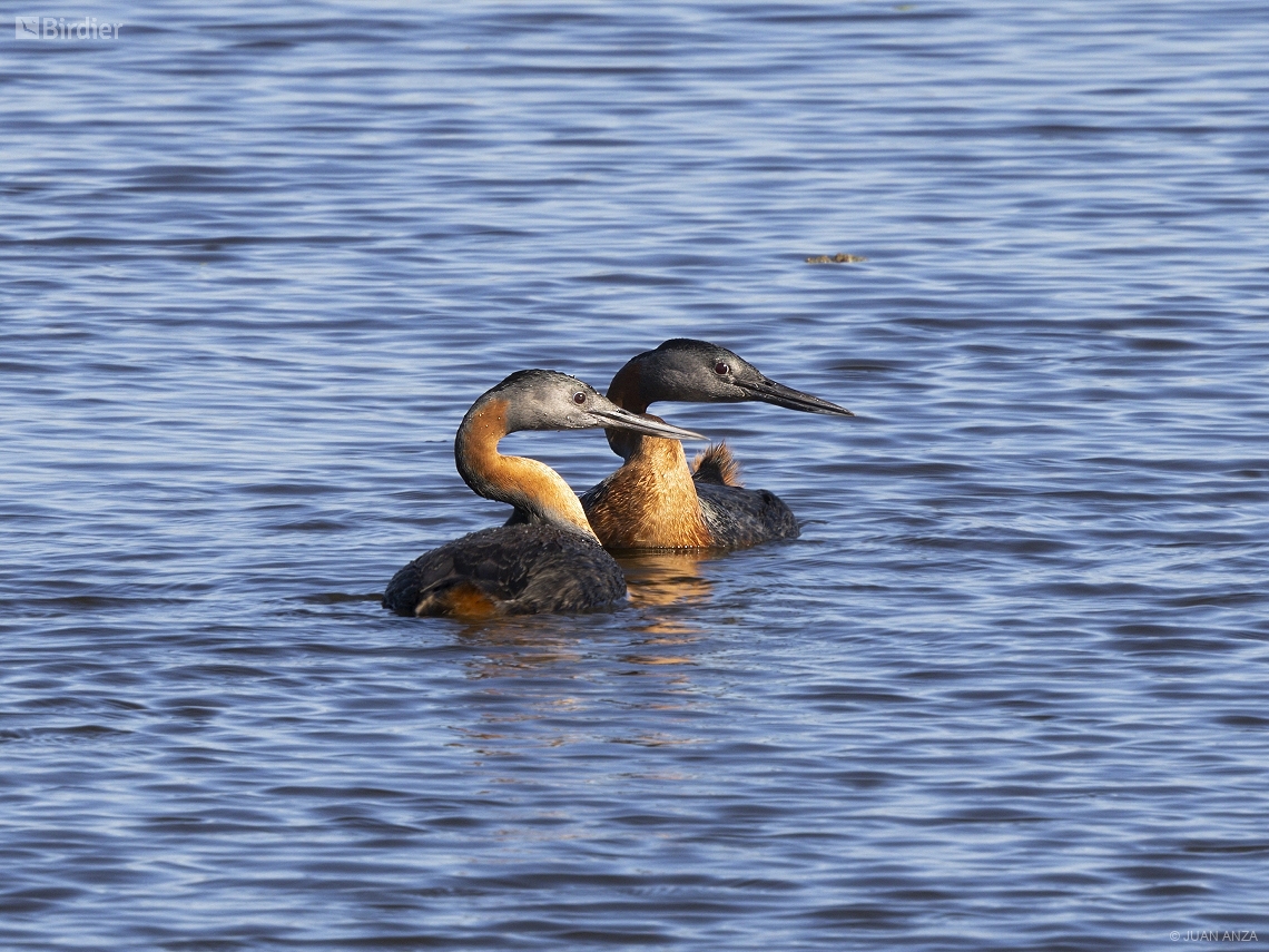 Podiceps major