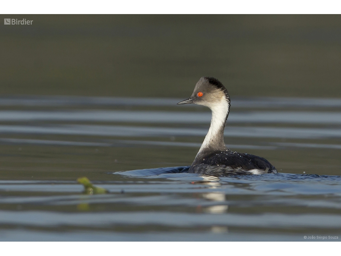 Podiceps occipitalis