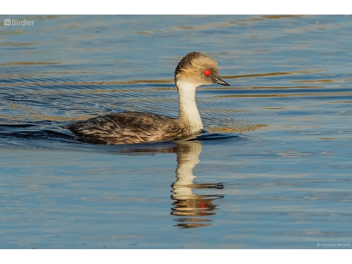 Podiceps occipitalis