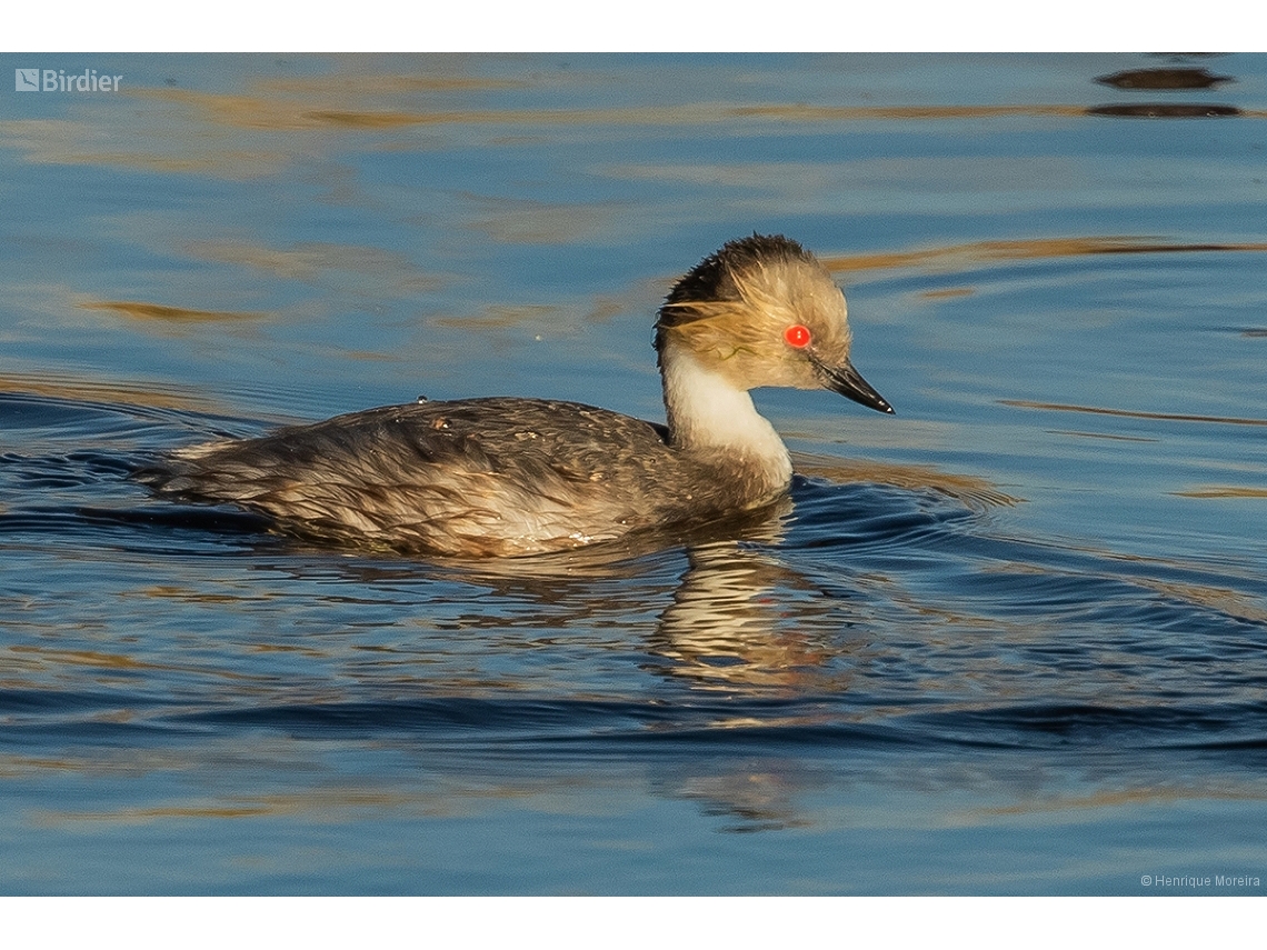 Podiceps occipitalis