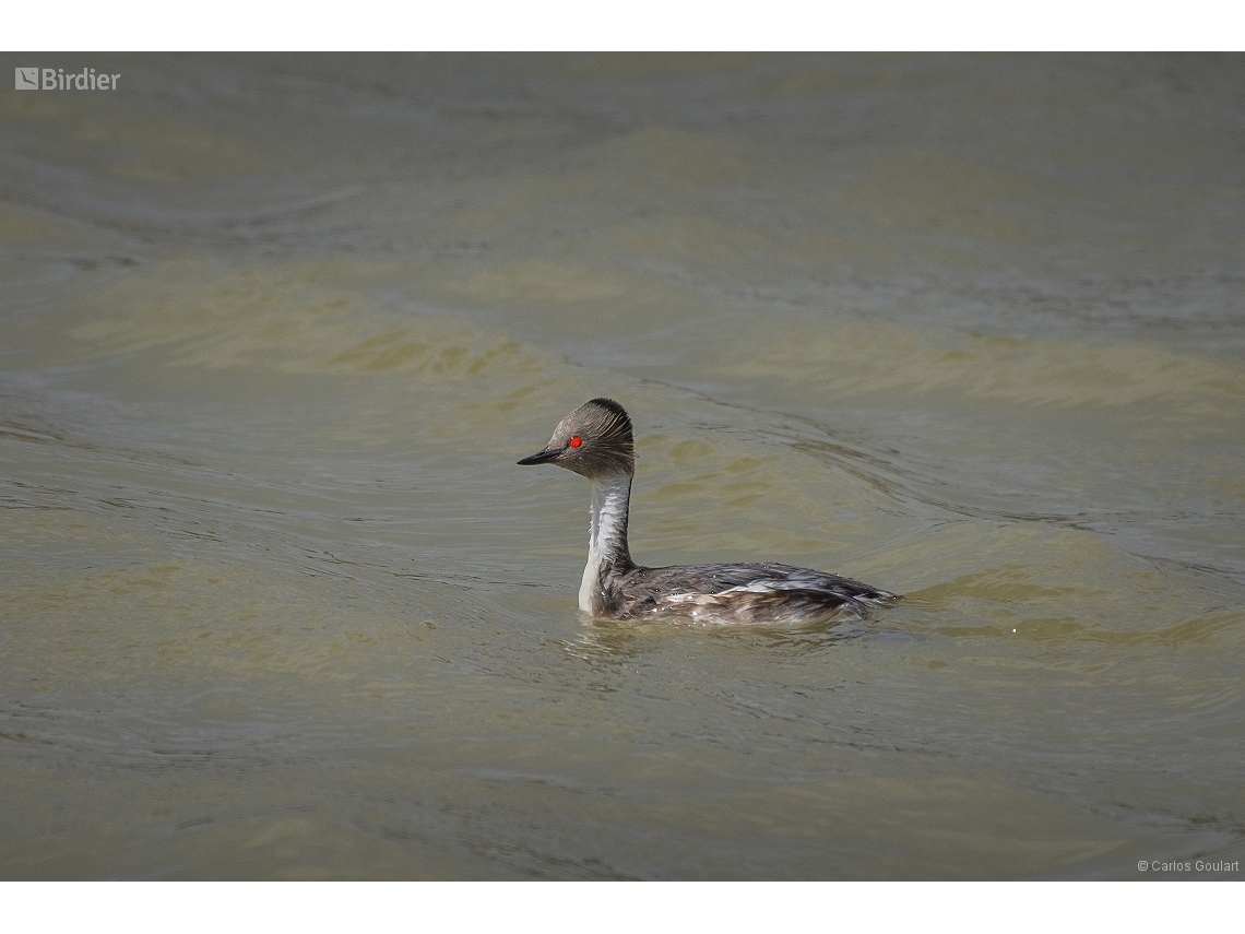 Podiceps occipitalis