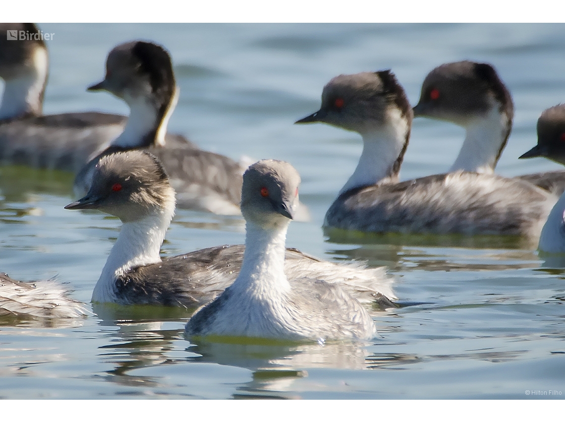 Podiceps occipitalis