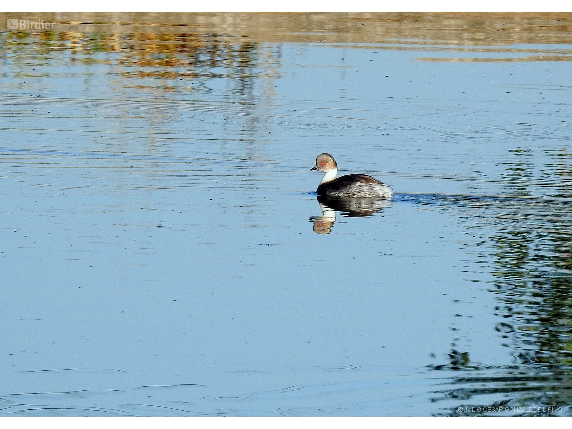 Podiceps occipitalis