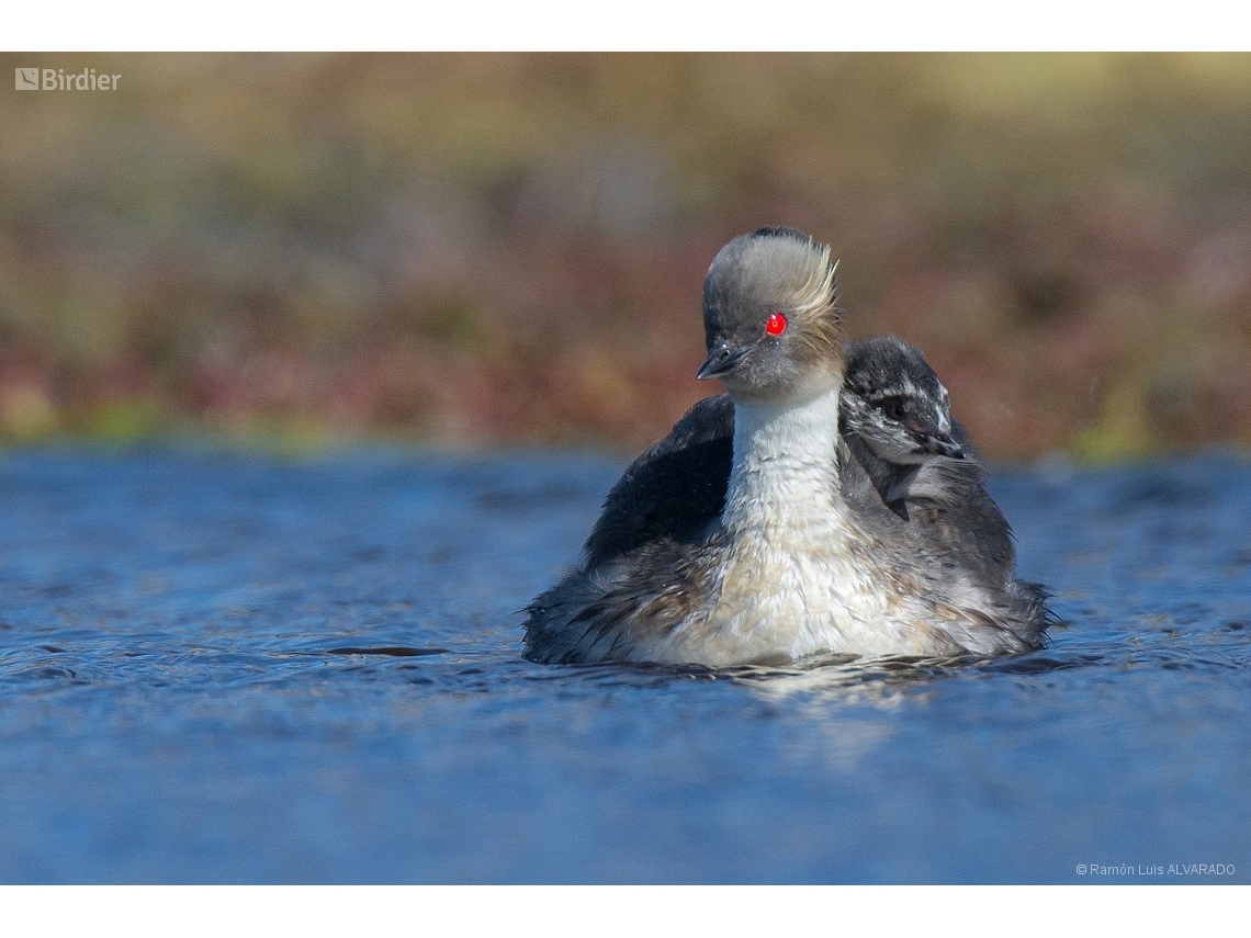 Podiceps occipitalis