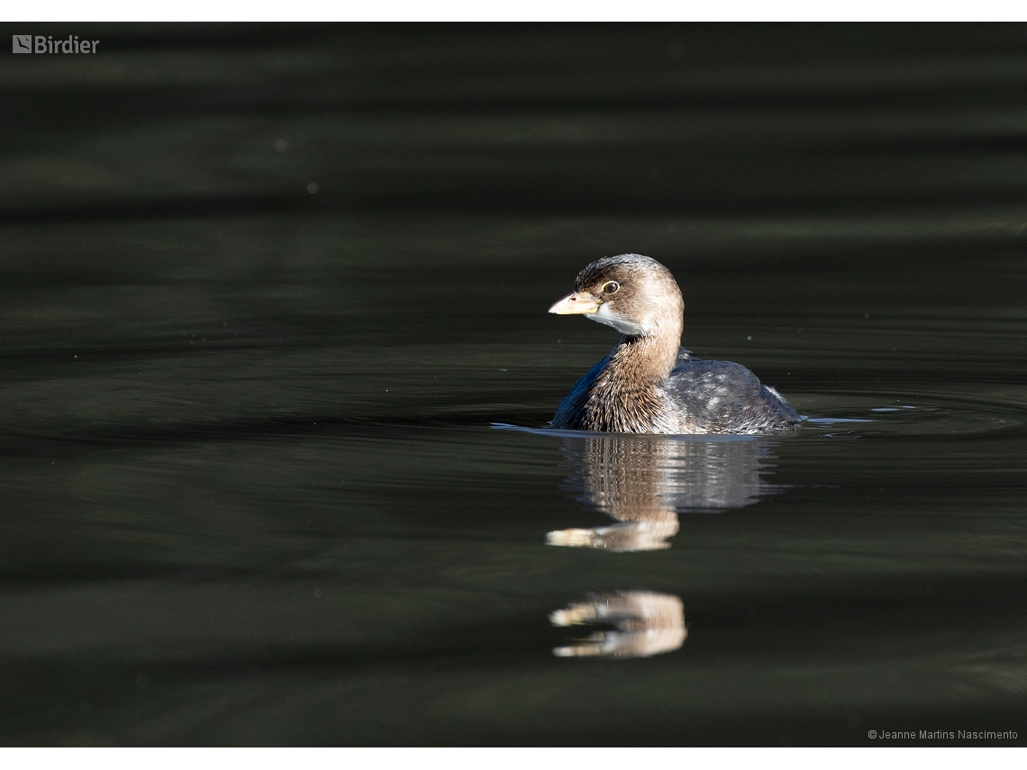 Podilymbus podiceps