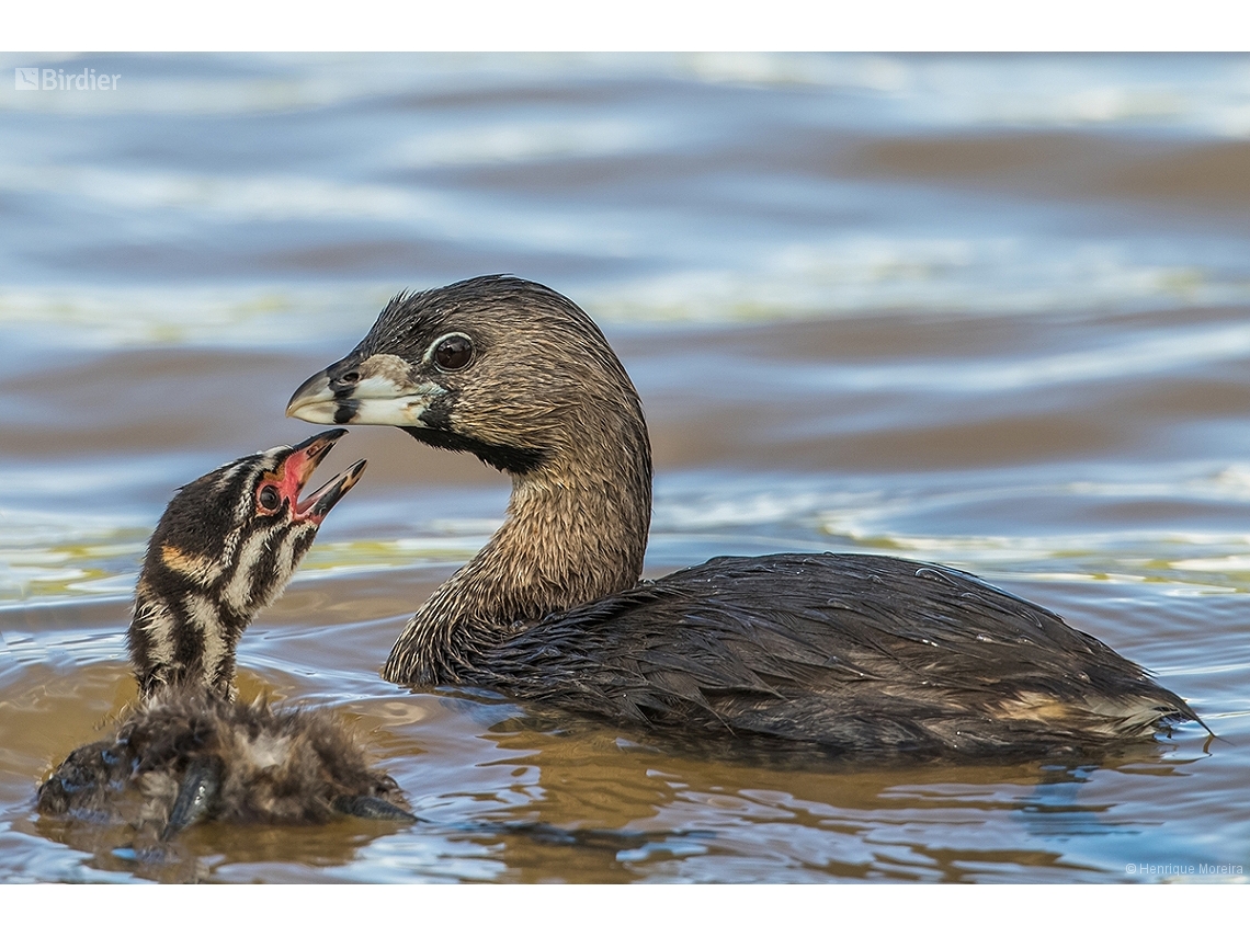 Podilymbus podiceps