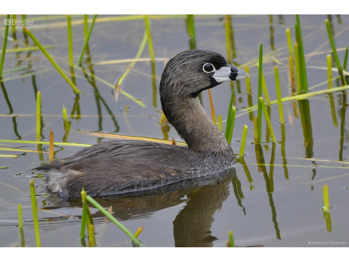 Podilymbus podiceps