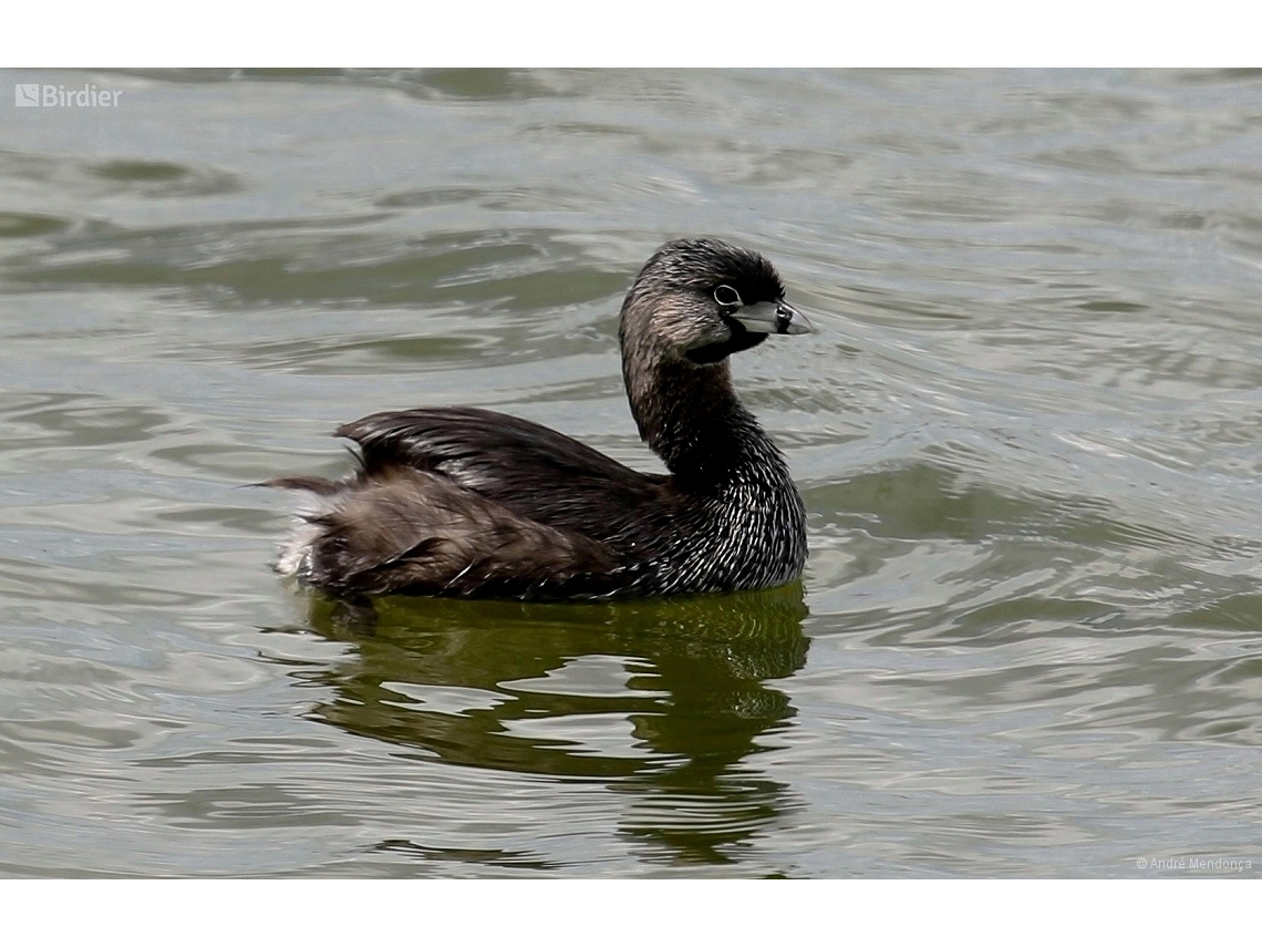 Podilymbus podiceps
