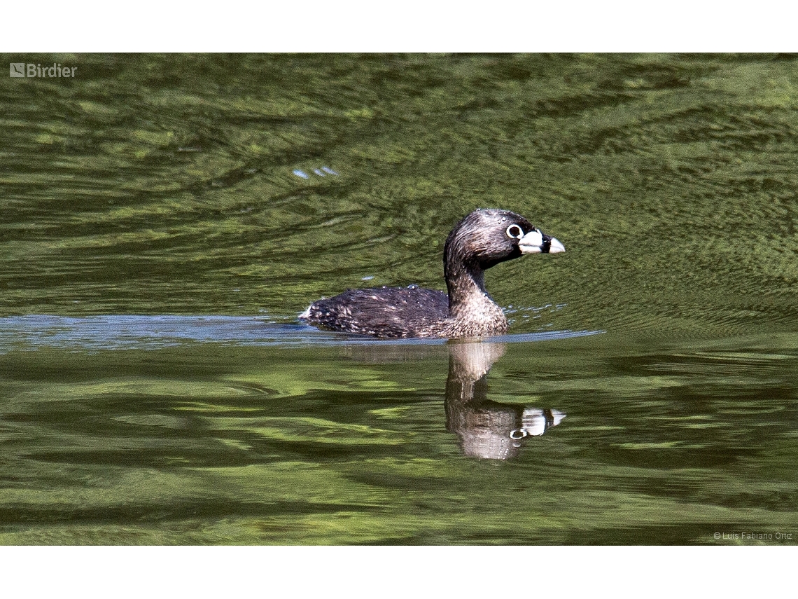Podilymbus podiceps