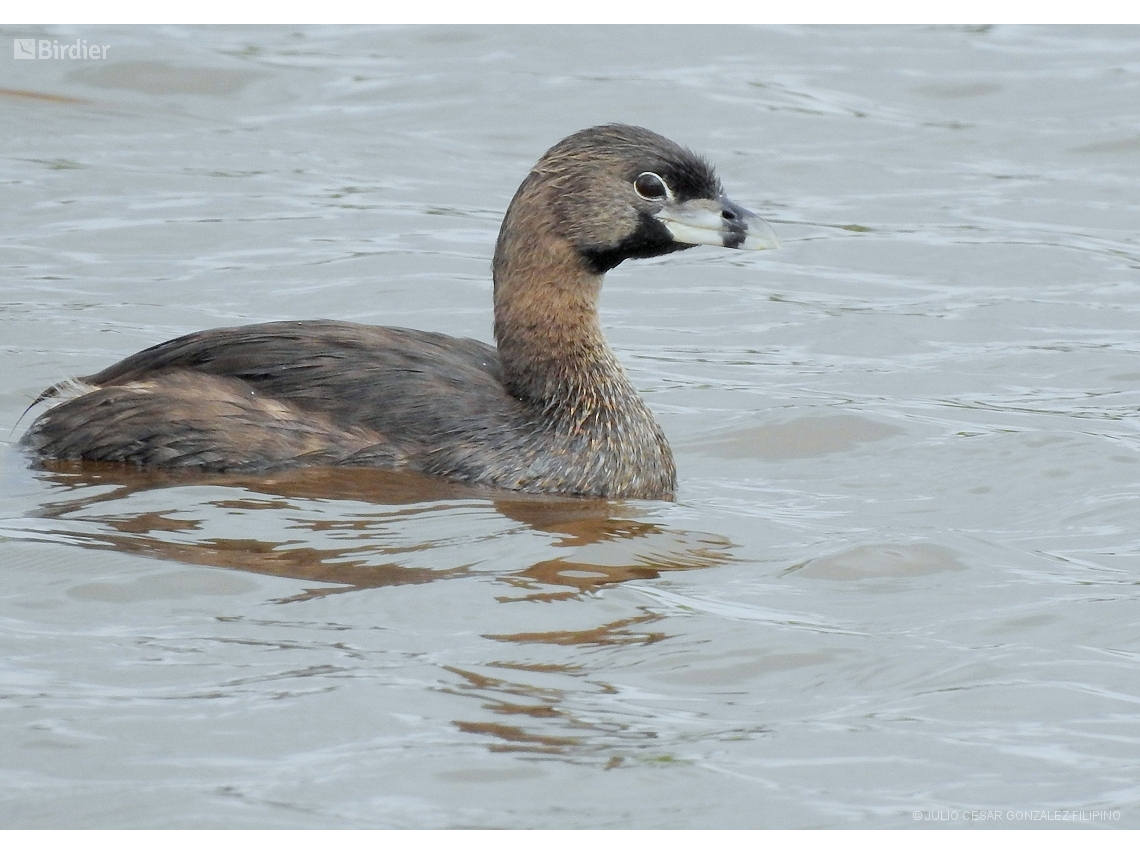 Podilymbus podiceps