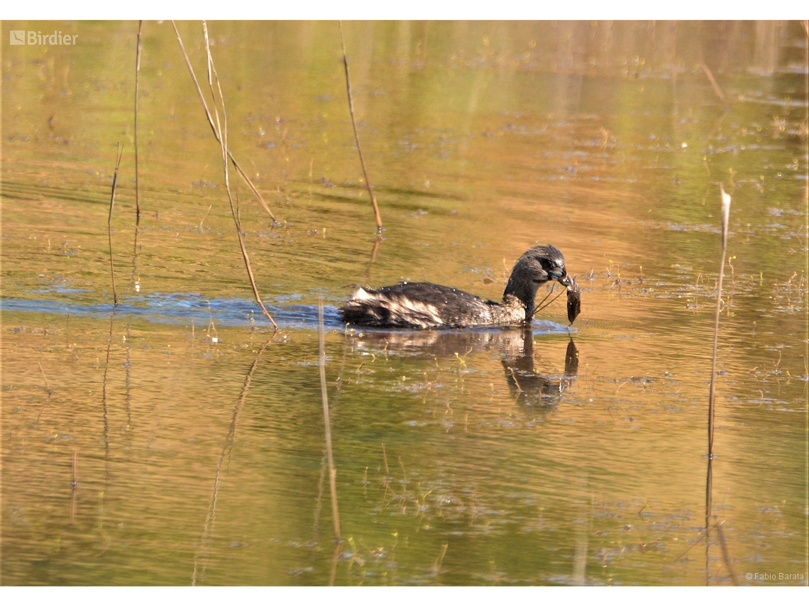 Podilymbus podiceps