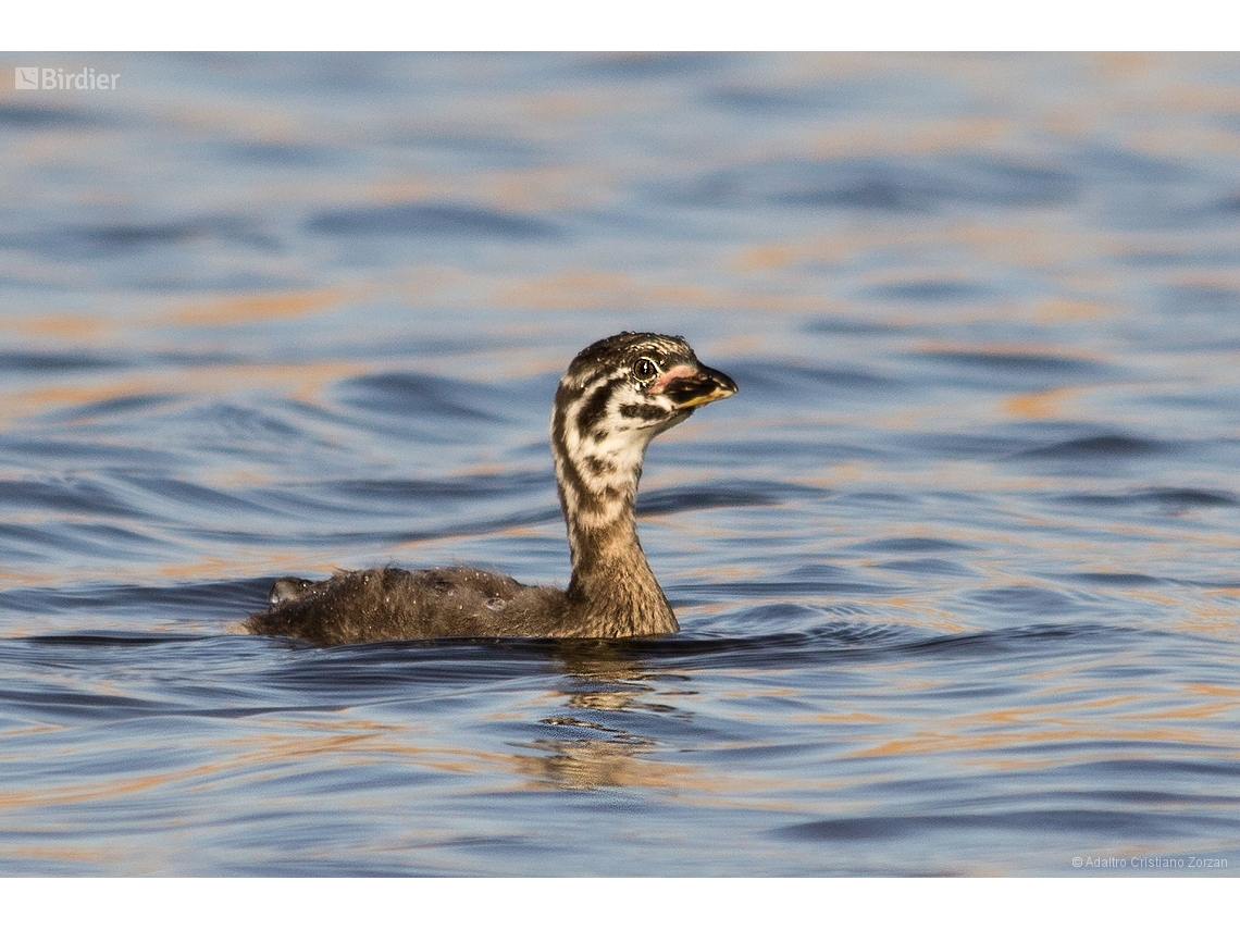 Podilymbus podiceps