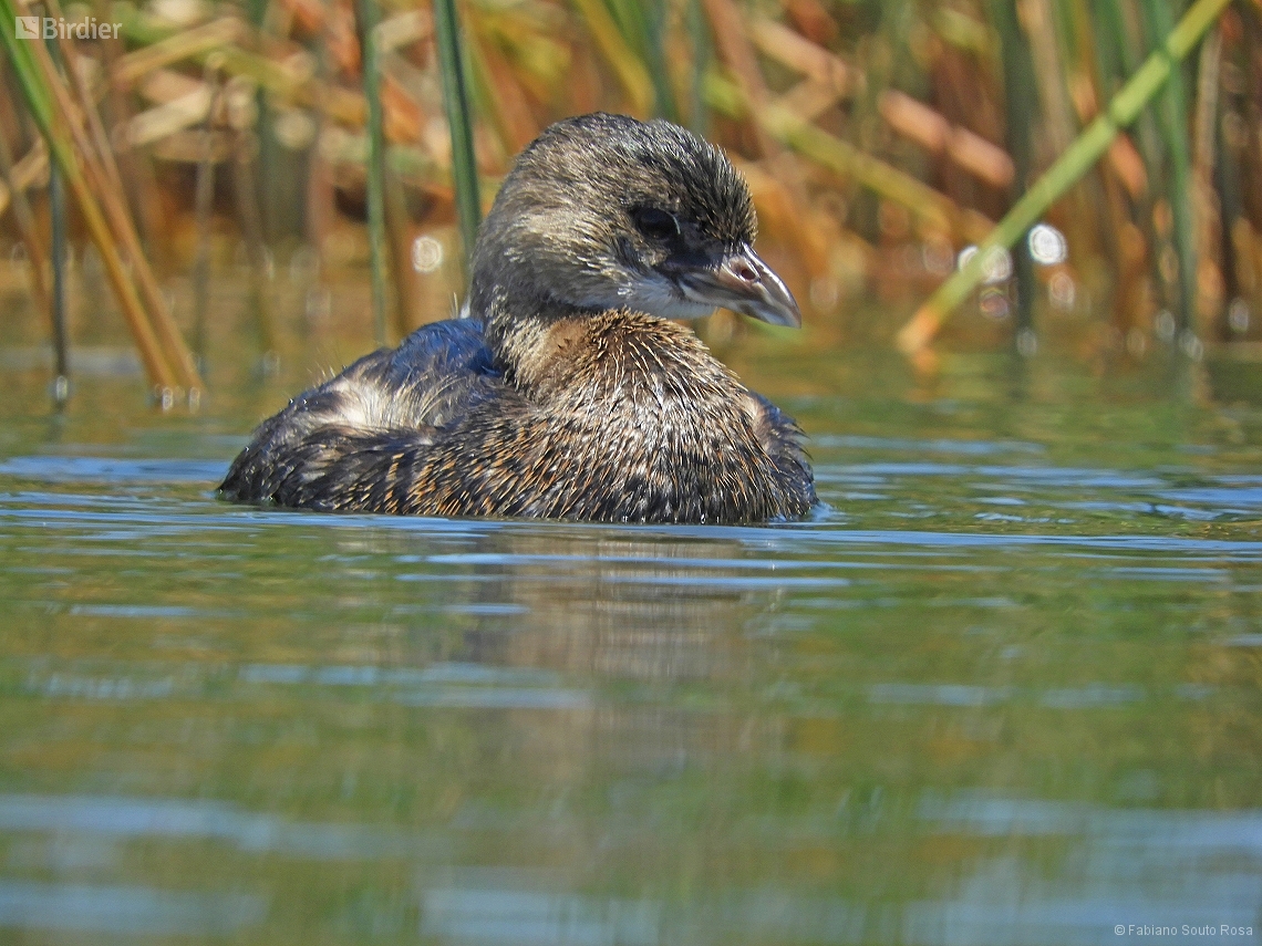 Podilymbus podiceps