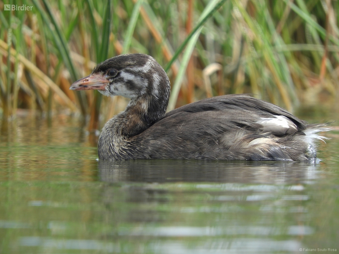 Podilymbus podiceps