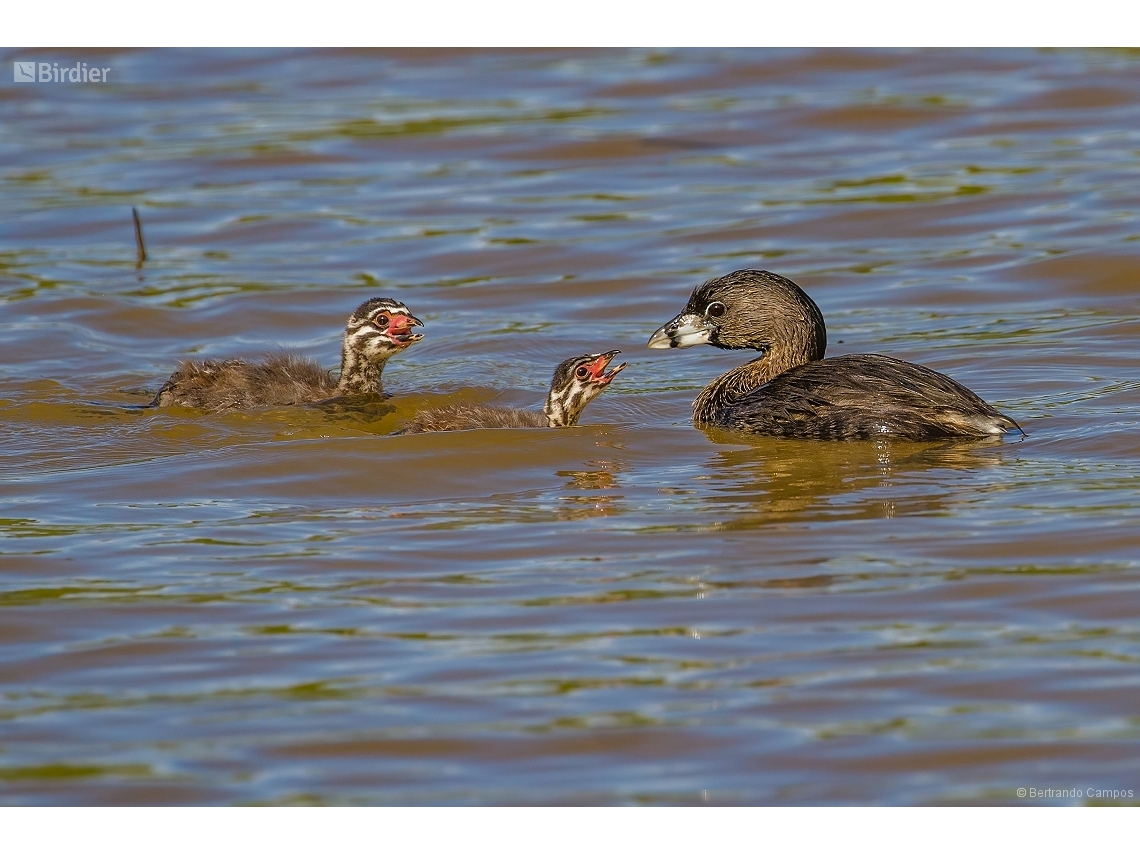 Podilymbus podiceps