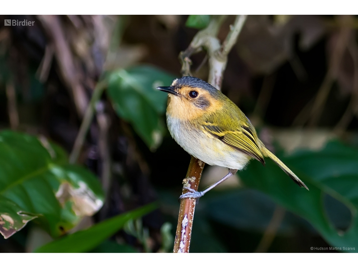 Poecilotriccus plumbeiceps