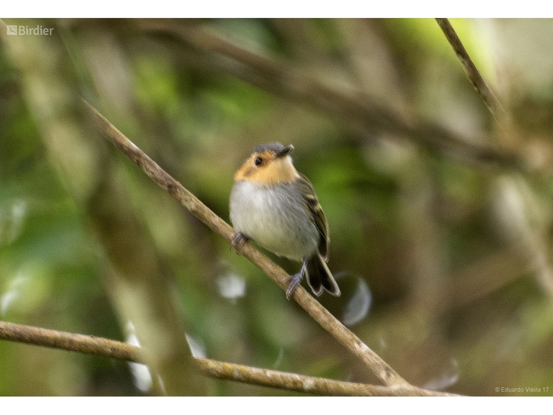Poecilotriccus plumbeiceps