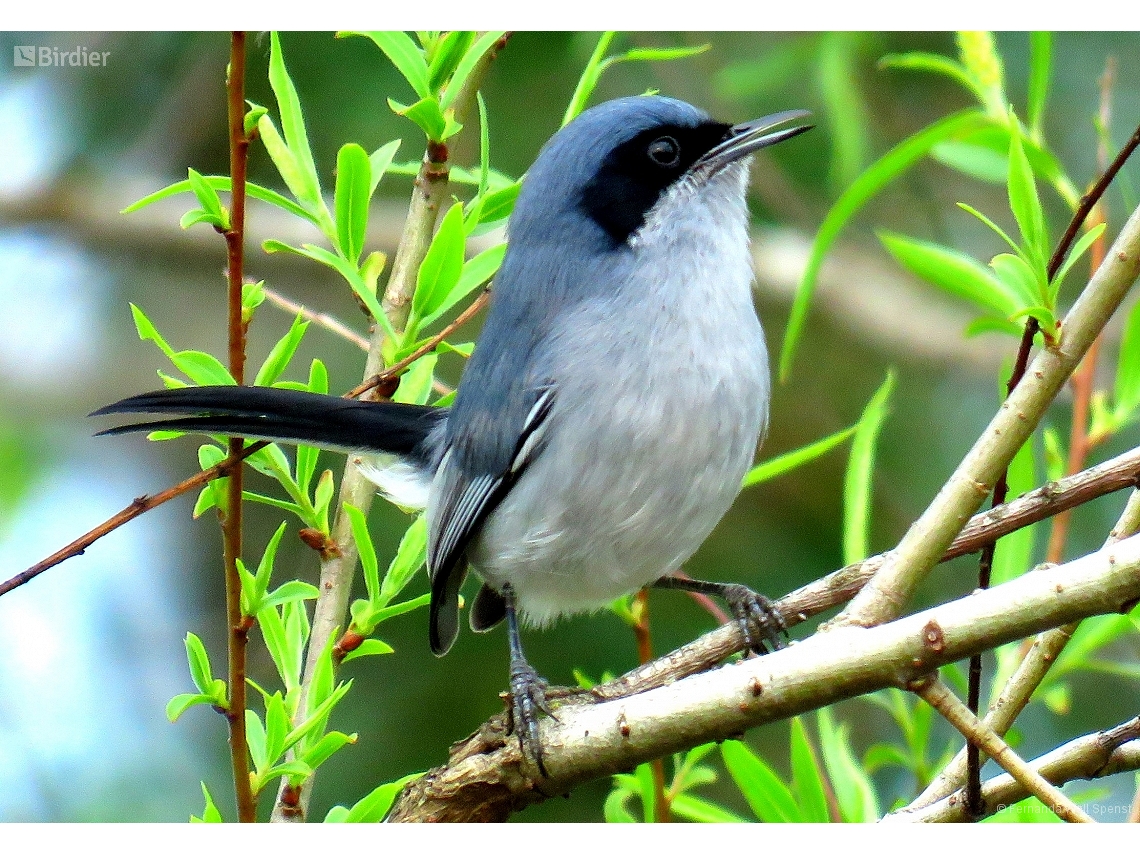 Polioptila dumicola