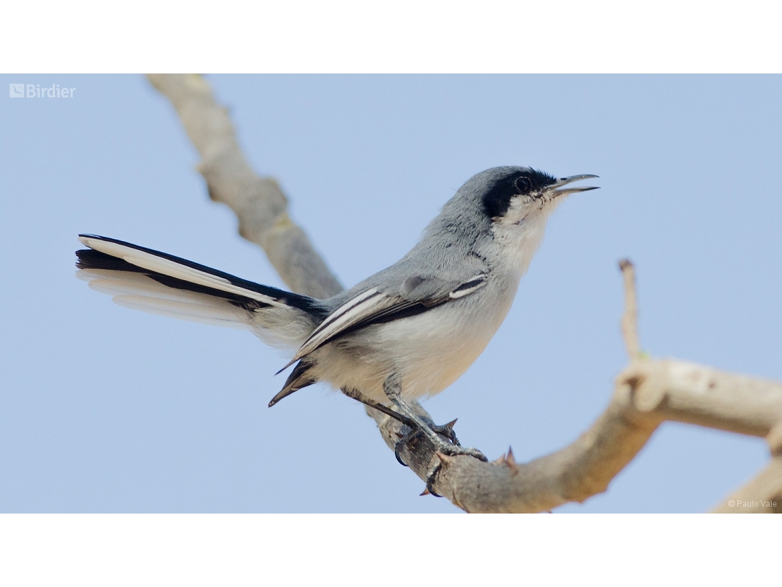 Polioptila dumicola
