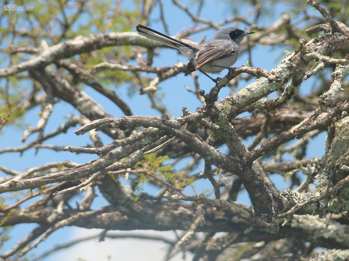 Polioptila dumicola