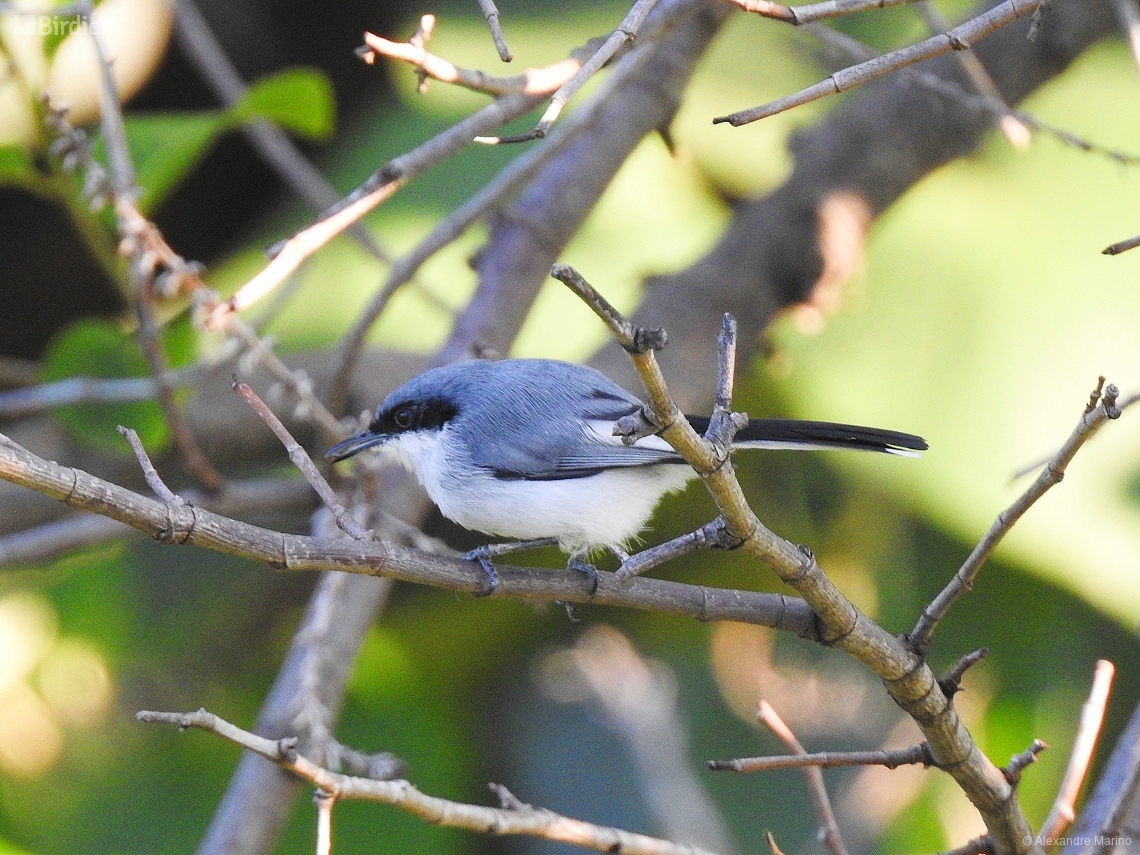 Polioptila dumicola