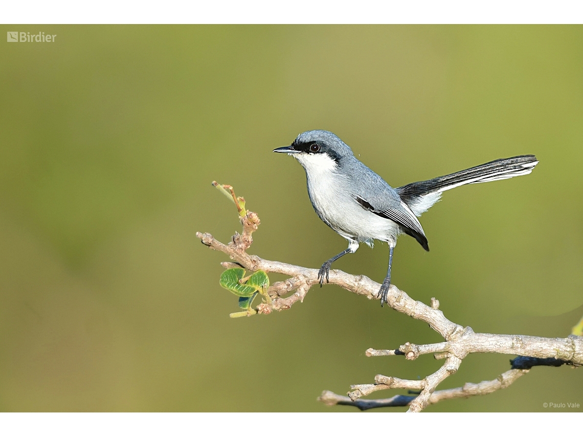 Polioptila dumicola