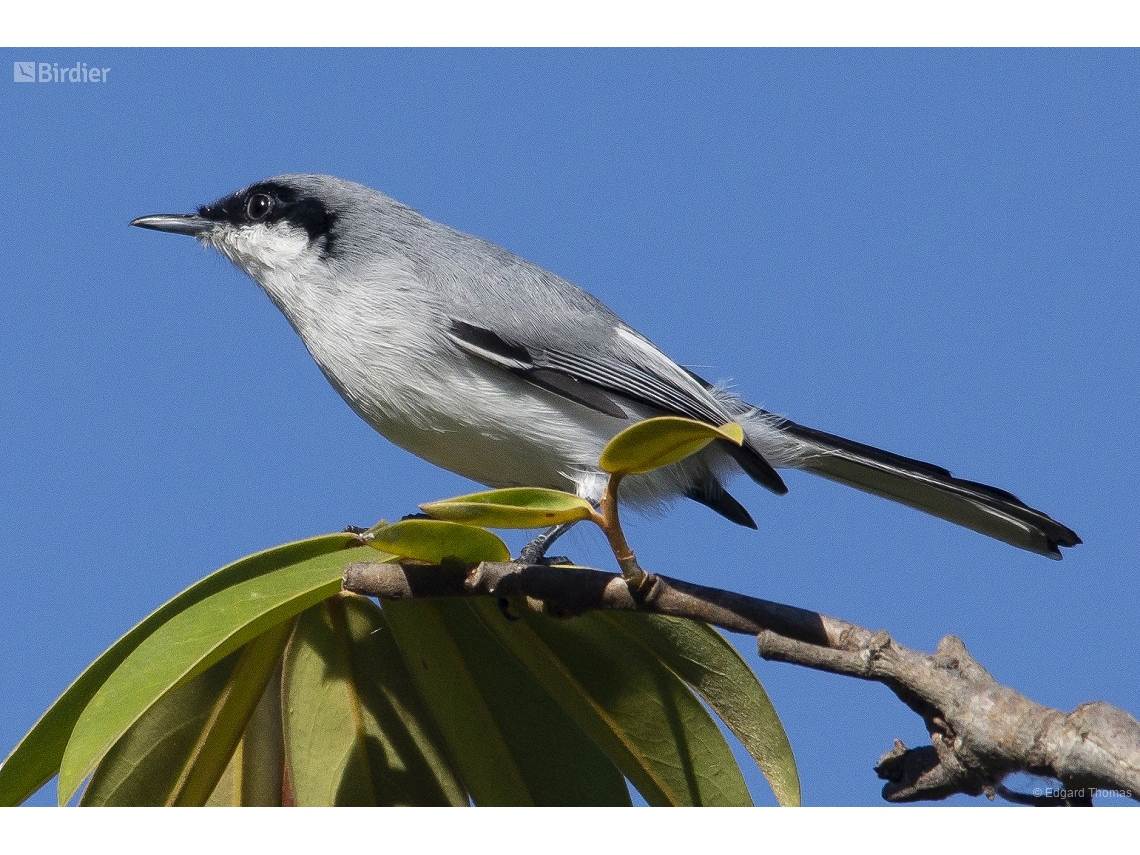 Polioptila dumicola