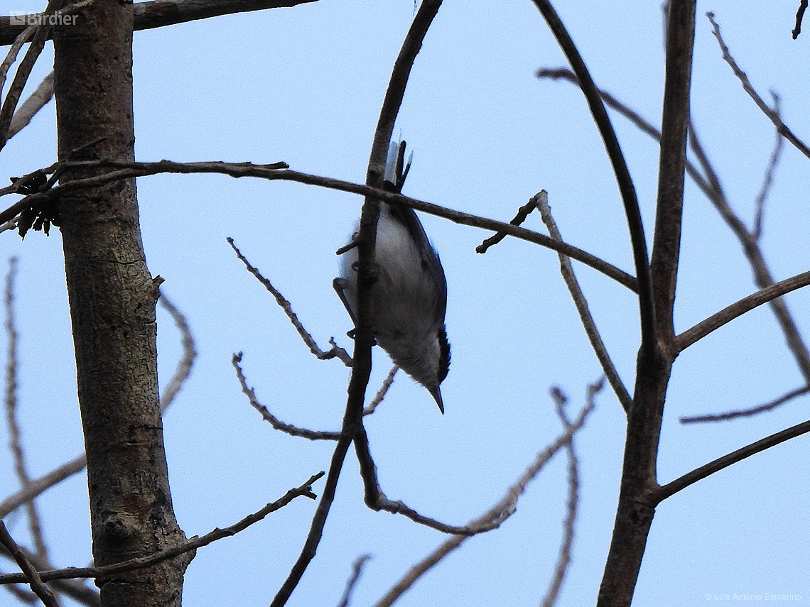 Polioptila guianensis