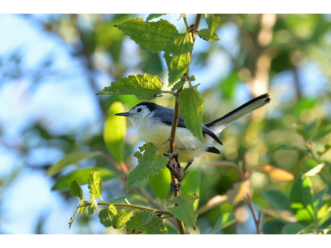 Polioptila lactea
