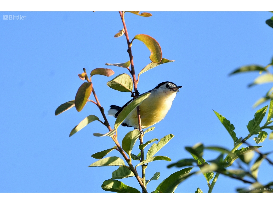 Polioptila lactea